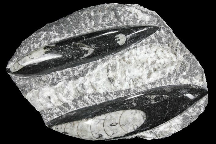 Polished Orthoceras (Cephalopod) Fossils - Morocco #96630